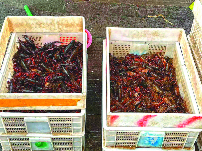 小龙虾刚上市即价格大“跳水”-由