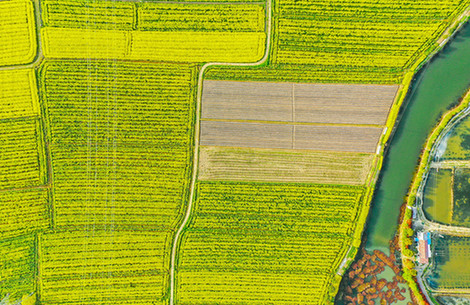 【&ldquo;飞阅&rdquo;中国】菜花黄 春光俏