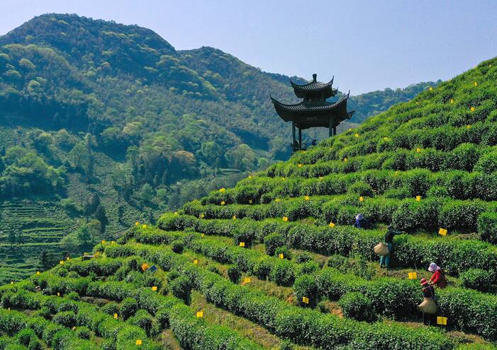 安徽黄山：区块链赋能茶产业发展 首批可溯源茶叶开售