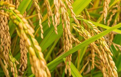 安徽早稻丰收实现“三增”
