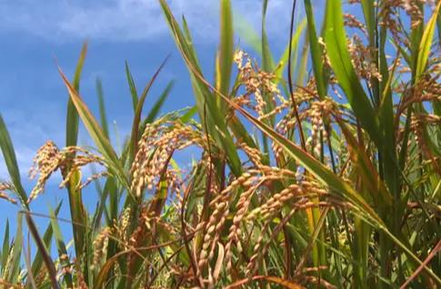 安徽257万亩早稻收割结束