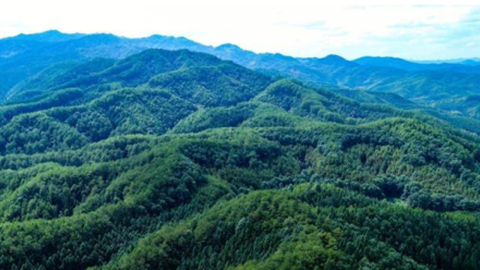 国有林场森林质量提升行动方案出台